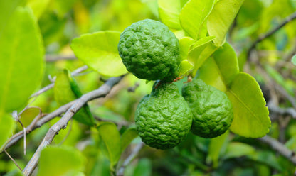 citrusblisshandlotion sourcing 1920x1145 eu