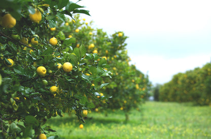 Doterra citrom / lemon olaj