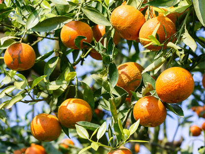 doTERRA wild orange vadnarancs illóolaj 15ml