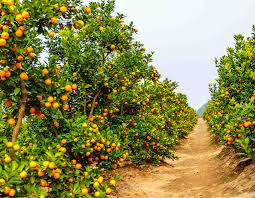 doTERRA wild orange vadnarancs illóolaj 15ml