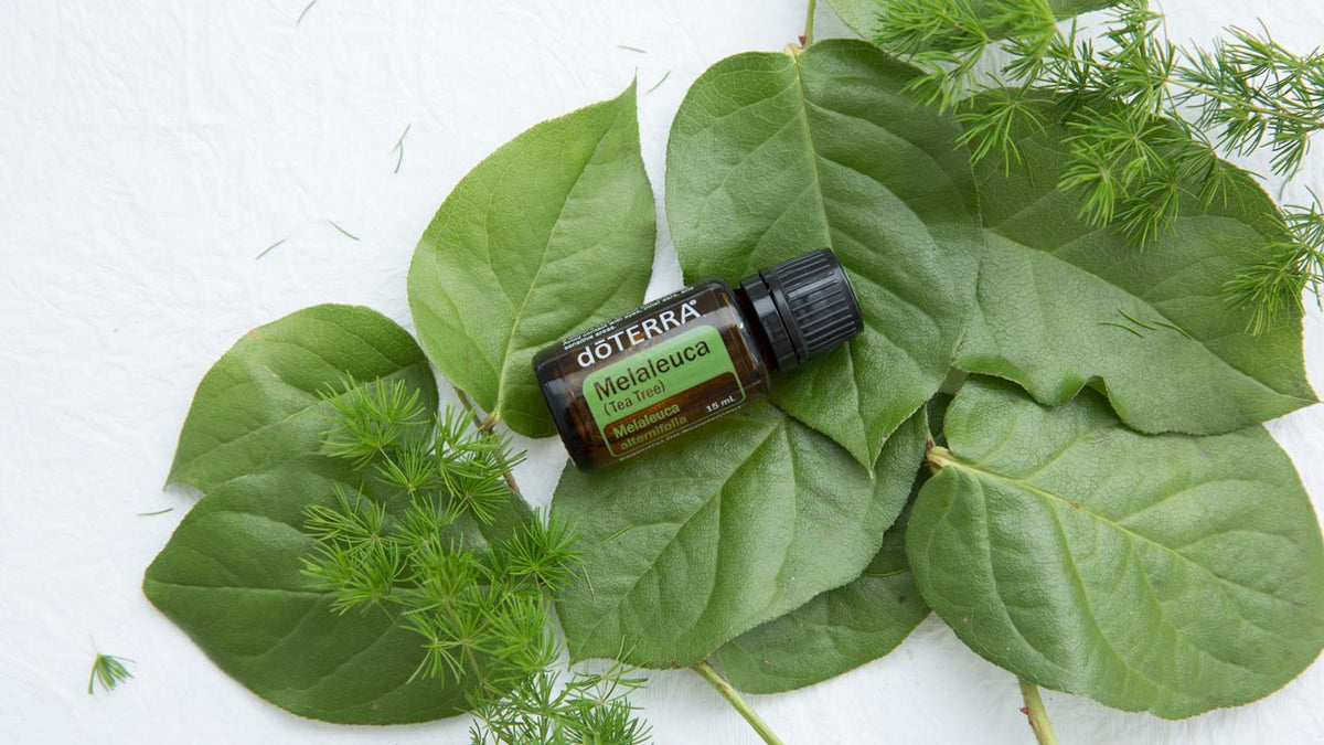 Doterra Teafa (Tea tree) illóolaj 15 ml