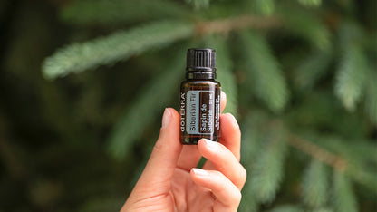 szibériai fenyő - siberian fir