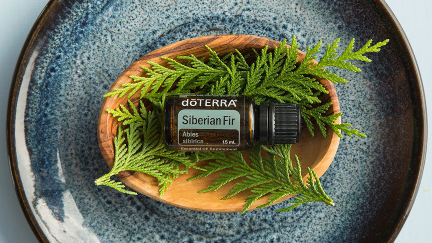 szibériai fenyő - siberian fir