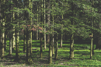 szibériai fenyő - siberian fir