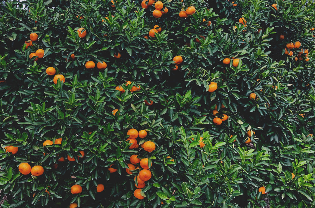 mandarin - tangerine