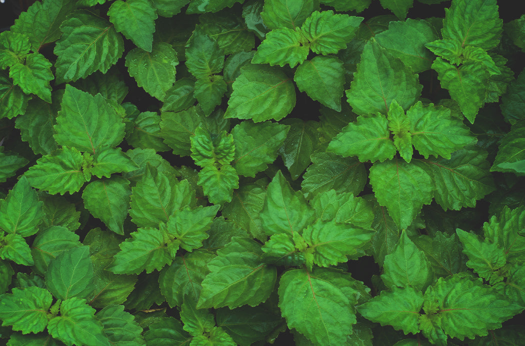 pacsuli - patchouli
