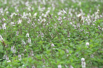 Fodormenta - spearmint