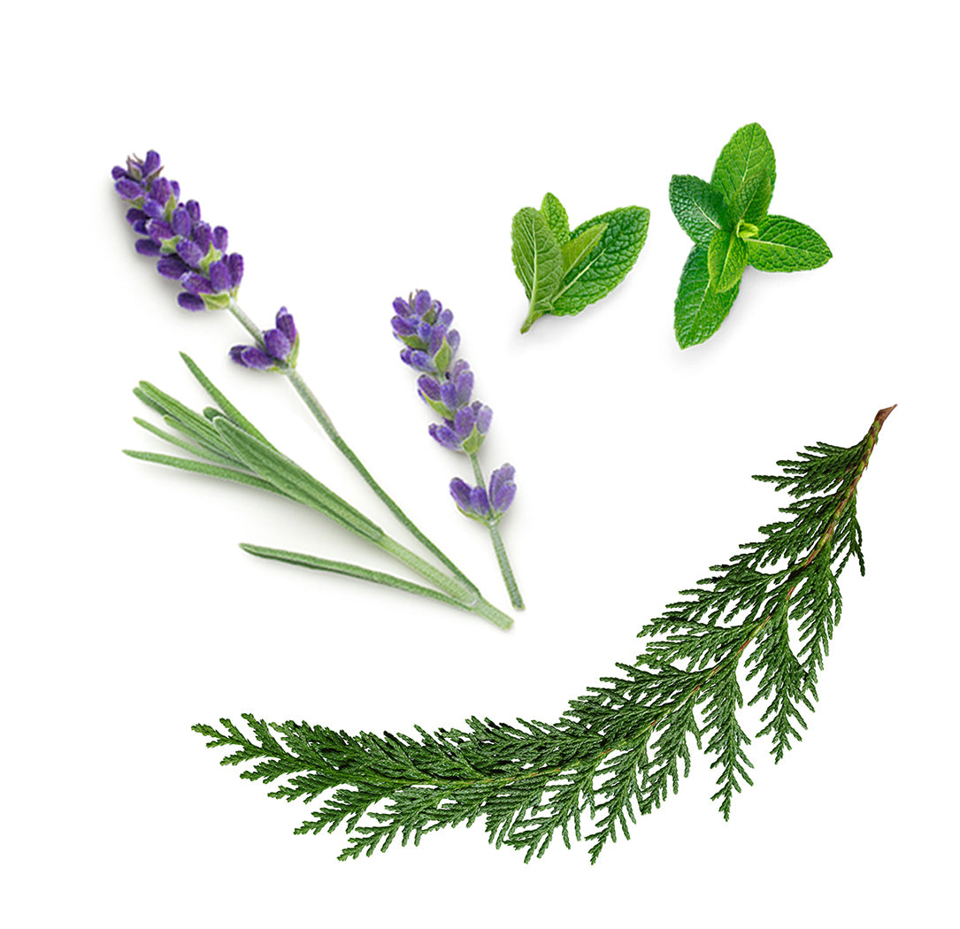 doterra aromatouch illóolaj keverék mi van benne