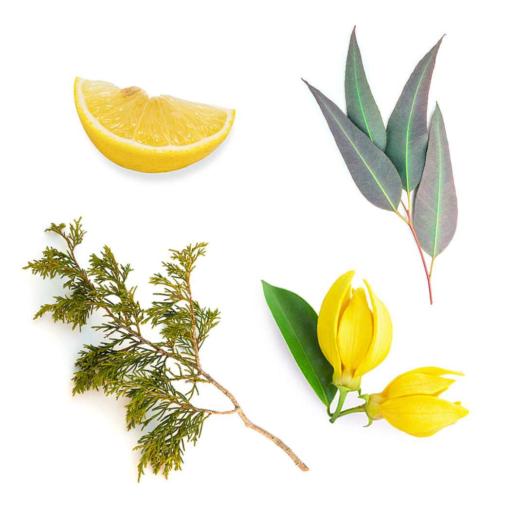 doterra terrashield illóolaj keverék mi van benne