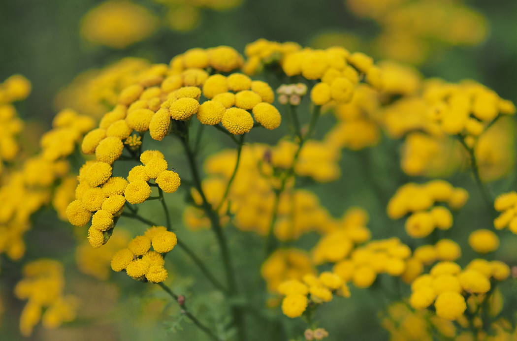 Doterra kék varádics blue tansy