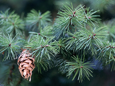 Doterra duglász fenyő douglas fir