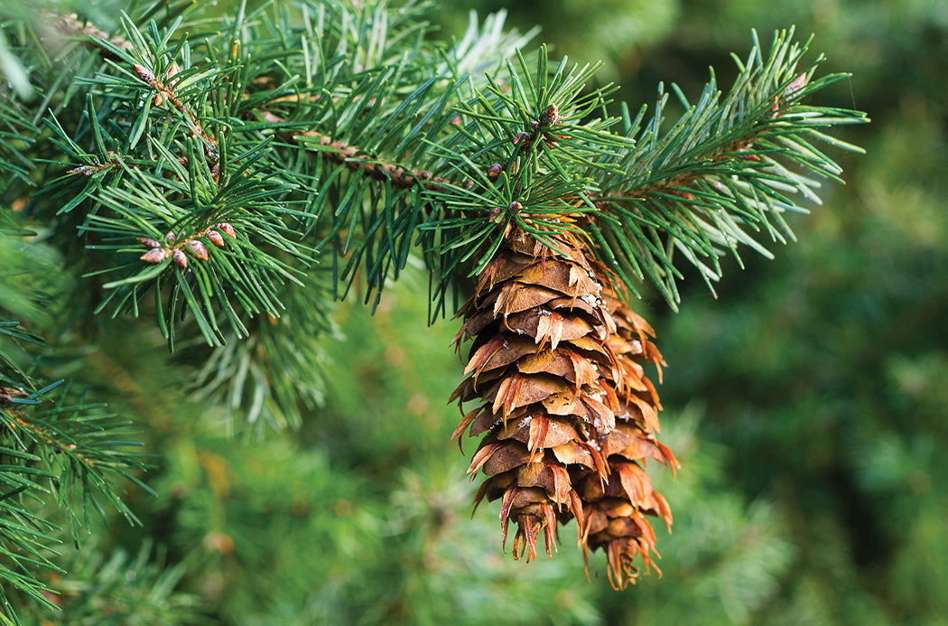 Doterra duglász fenyő douglas fir